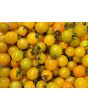 Tomato 'Yellow Plot Mystery Cherry'