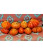 Tomato 'Belmonte'