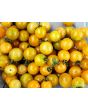 Tomato 'Yellow Plot Mystery Cherry'