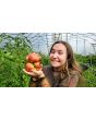 Tomato 'Bear Claw' Seeds (Certified Organic)