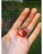Litchi Tomato AKA Morelle de Balbis 