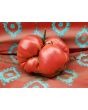 Tomato 'Bear Claw' Seeds (Certified Organic)