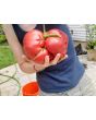 Tomato 'Bear Claw' Seeds (Certified Organic)