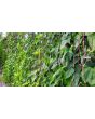 Pole Yard Long Bean 'Chinese Red Noodle' 
