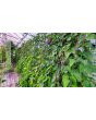 Pole Yard Long Bean 'Chinese Red Noodle' 