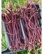 Pole Yard Long Bean 'Chinese Red Noodle' 