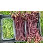 Pole Yard Long Bean 'Chinese Red Noodle' 