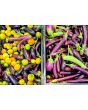 Eggplant ‘Turkish Orange’