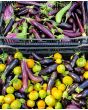 Eggplant ‘Turkish Orange’