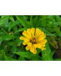 Zinnia 'Canary Bird' Seeds (Certified Organic)