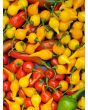 Hot Pepper ‘Biquinho’ 