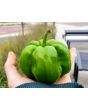 Sweet Pepper ‘Paradicsum Alaku Sarga Szentes’ Seeds (Certified Organic)