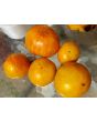 Tomato 'Bleeding Heart' Seeds (Certified Organic)