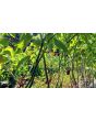 Peruvian Ground Cherry Seeds (Certified Organic)
