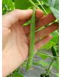 Pole Bean 'Cherokee Trail of Tears' 