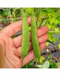 Pole Snap Bean 'Mayflower' 