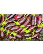 Eggplant ‘Diamond’ Seeds (Certified Organic)