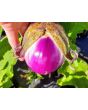 Eggplant ‘Rosa Bianca’ Seeds (Certified Organic)