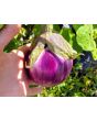 Eggplant ‘Rosa Bianca’ Seeds (Certified Organic)