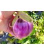 Eggplant ‘Rosa Bianca’ Seeds (Certified Organic)