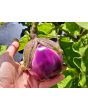 Eggplant ‘Rosa Bianca’ Seeds (Certified Organic)