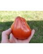 Tomato 'Italian Red Pear' 