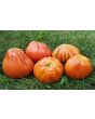 Tomato 'Italian Red Pear' 