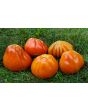 Tomato 'Italian Red Pear' 