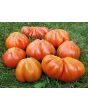 Tomato 'Belmonte'