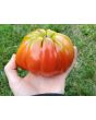 Tomato 'Red Mushroom Basket'