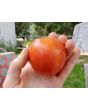 Tomato 'Versalskie' 