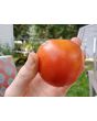 Tomato 'Versalskie' 