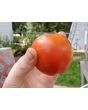 Tomato 'Versalskie' 