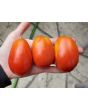 Tomato 'Roma'