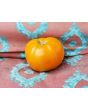 Tomato 'Djena Lee Golden Girl'