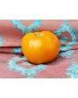 Tomato 'Djena Lee Golden Girl'