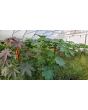 Castor Bean 'Green and Red Mix' Seeds (Certified Organic)