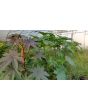 Castor Bean 'Green and Red Mix' Seeds (Certified Organic)