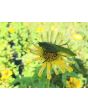Zinnia 'Canary Bird' Seeds (Certified Organic)