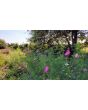 Cosmos 'Seashells' Seeds (Certified Organic)
