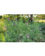 Cosmos 'Seashells' Seeds (Certified Organic)