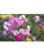 Cosmos 'Seashells' Seeds (Certified Organic)