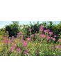 Spider Flower, Purple Seeds (Certified Organic)