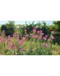 Spider Flower, Purple Seeds (Certified Organic)