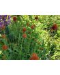 Globe Amaranth ‘Mandarin Orange’ Seeds (Certified Organic)