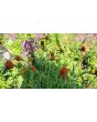 Globe Amaranth ‘Mandarin Orange’ Seeds (Certified Organic)