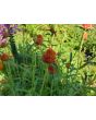 Globe Amaranth ‘Mandarin Orange’ Seeds (Certified Organic)