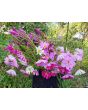 Cosmos 'Seashells' Seeds (Certified Organic)