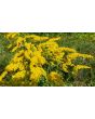 Goldenrod 