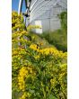 Goldenrod 